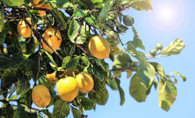 Comment faire grossir sa poitrine avec du citron
