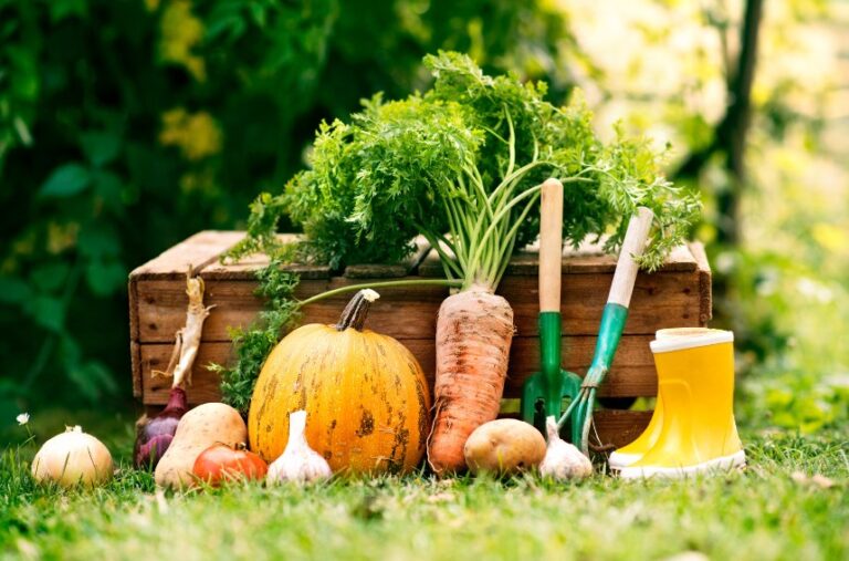 Carré potager en bois : un choix esthétique et pratique