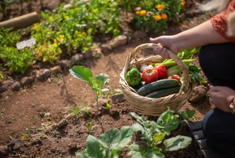 Potager : Le guide pratique pour réussir