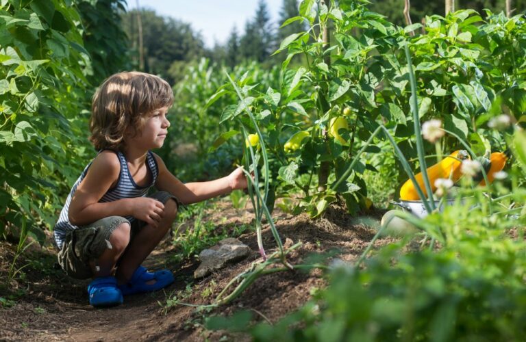 Carré potager : guide pratique pour débutants